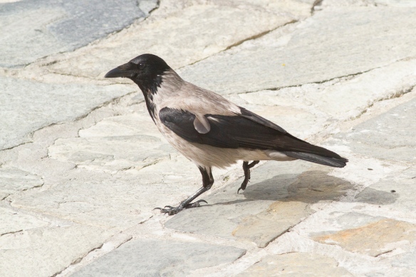 Hooded crow, on 23 April 2019
