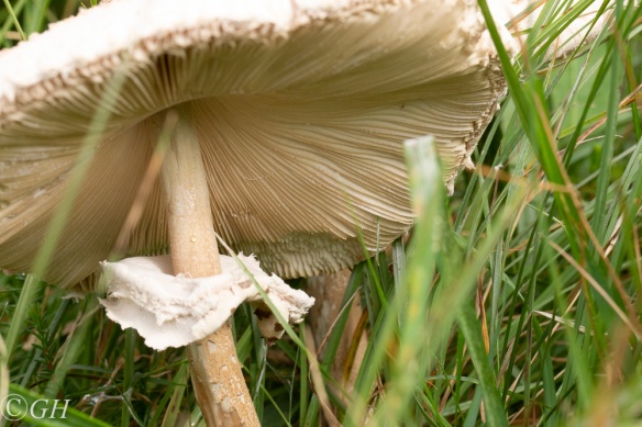Parasol mushroom, on Terschelling, 19 September 2019