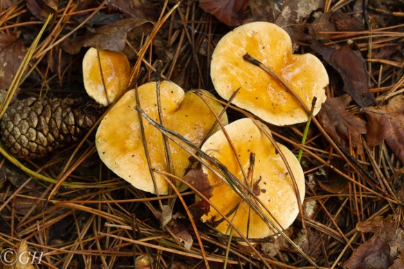 Fungi, 25 September 2019