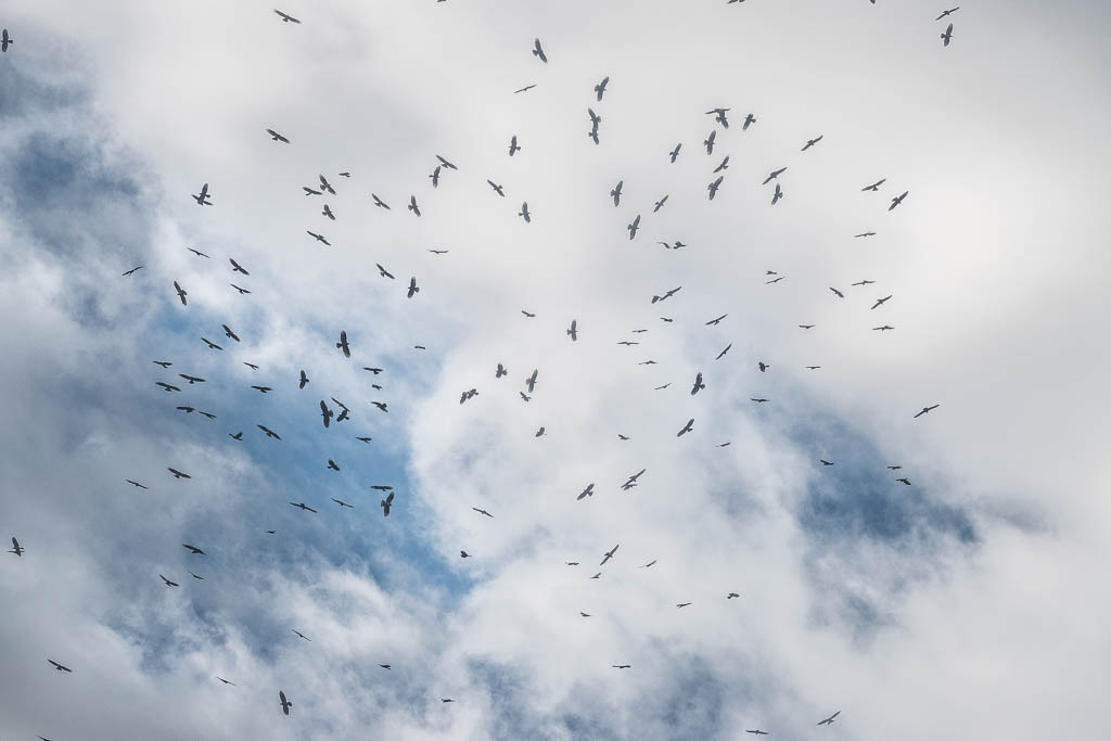 Honey buzzards flying, near Sakhalvasho, September 2022