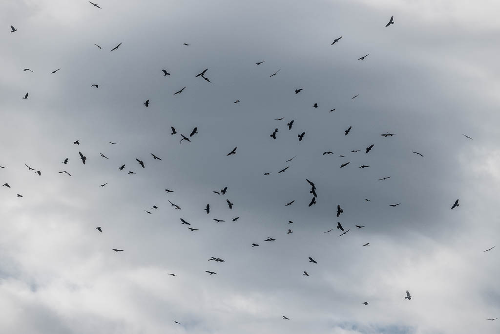 Honey buzzards flying, Sakhalvasho, September 2022