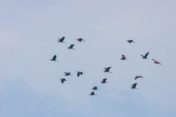 Purple herons, Batumi, 7 September 2022
