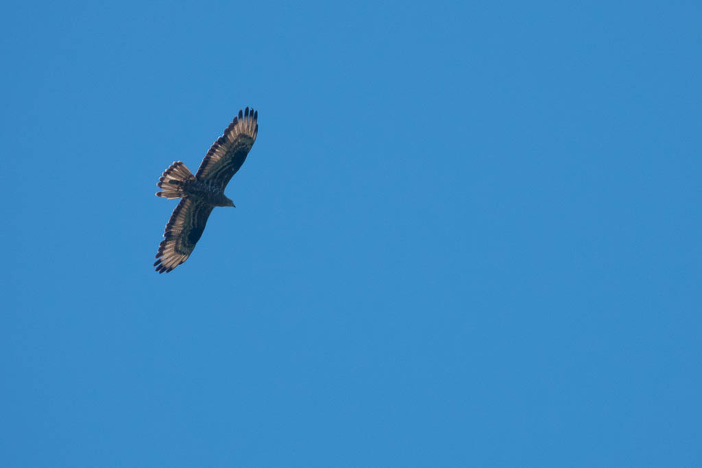 Shuamta raptor count point, honey buzzard flying, Georgia,11 September 2022