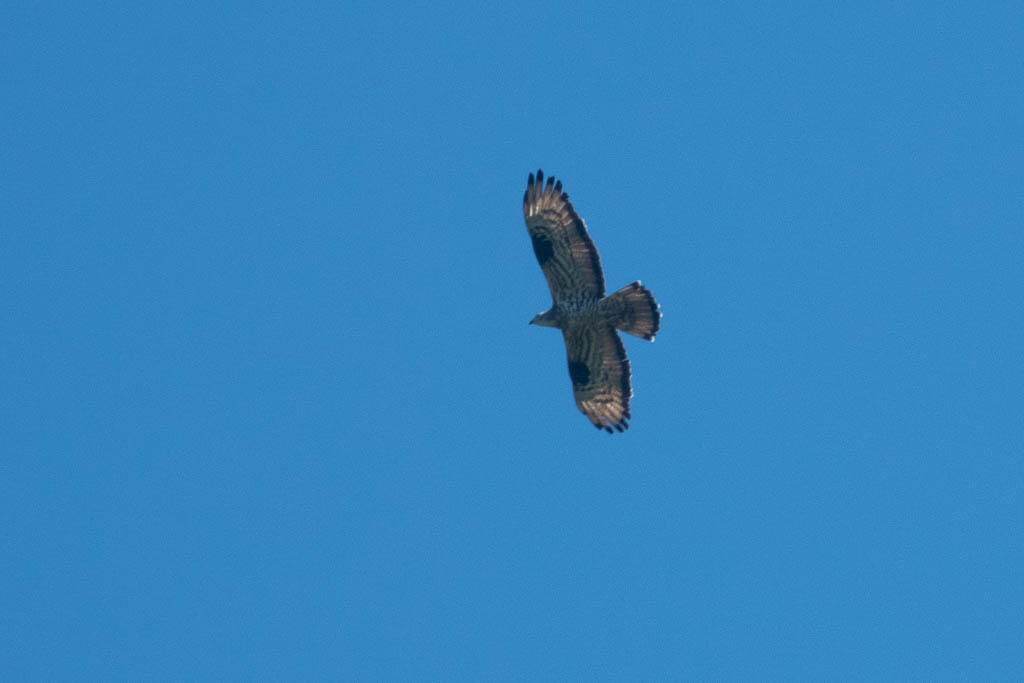 Shuamta raptor count point, honey buzzard, Georgia, 11 September 2022