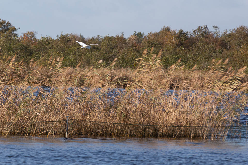 Great egret, Naardermeer, 16 October 2022