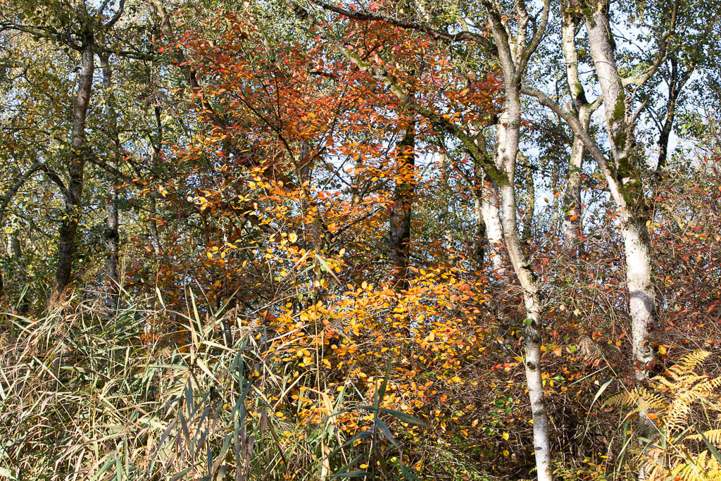 Naardermeer, trees, 16 October 2022