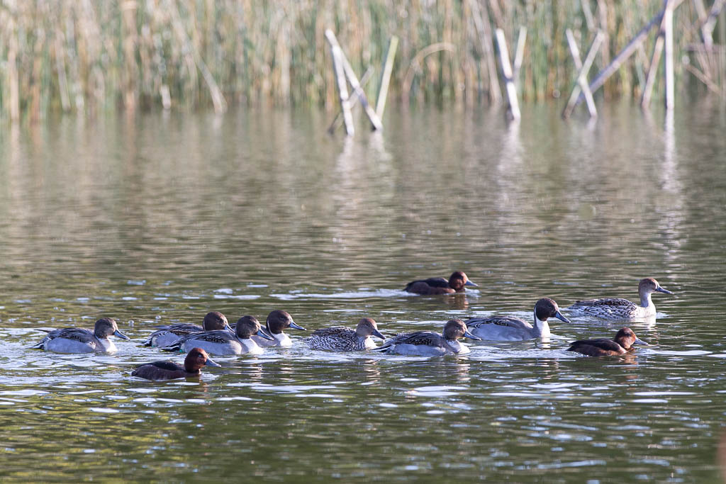 Pintail ducks, common pochards, Naardermeer, 16 October 2022