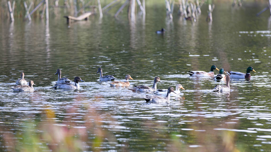 Pintails, domestic ducks, mallards, Naardermeer, 16 October 2022
