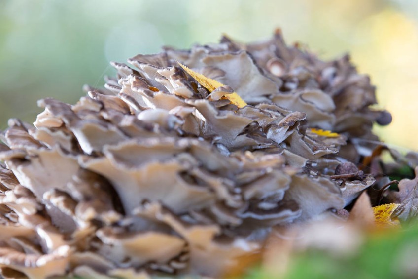 Sheep's head mushroom, Naardermeer, on 16 October 2022