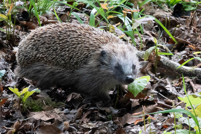Hedgehog, Gooilust, 16 May 2023