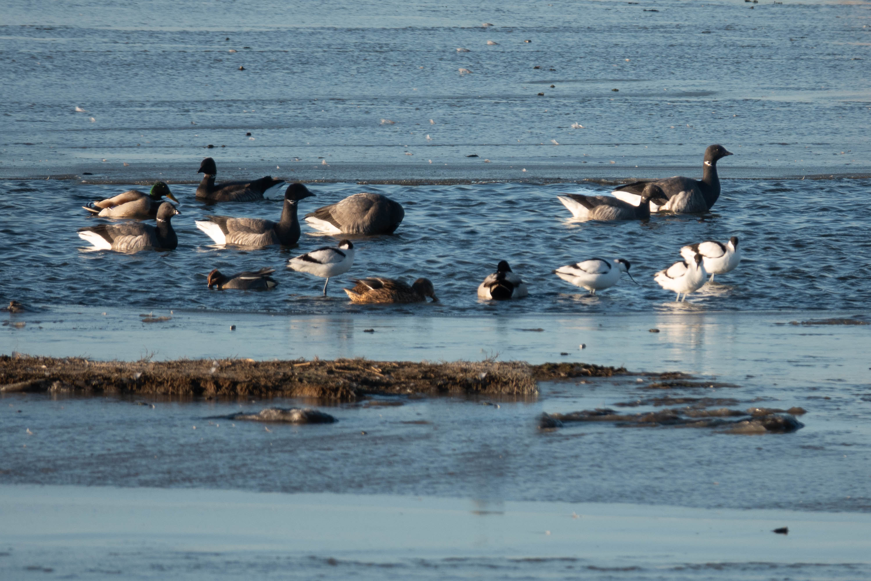 Brent geese, mallards, teal, Wadden Sea near Texel, 10 January 2024