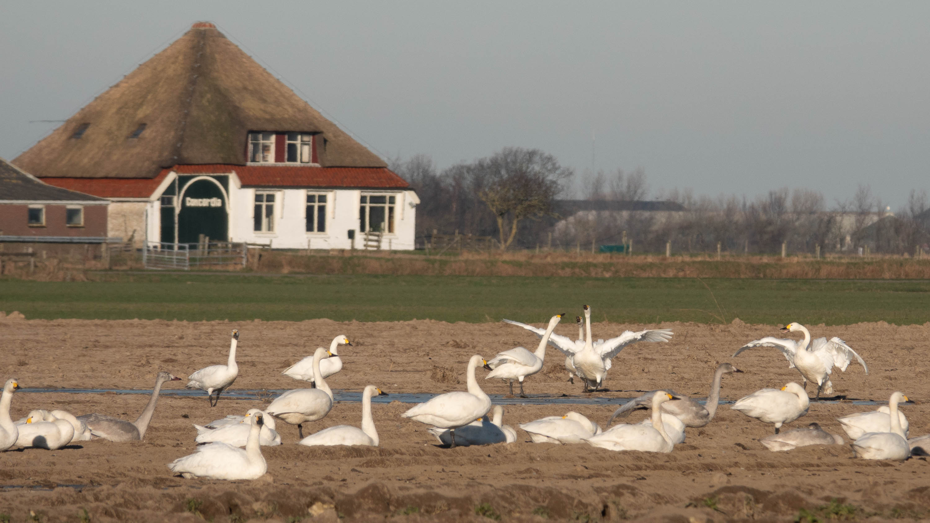 Bewick's Swans, Texel, 10 January 2024